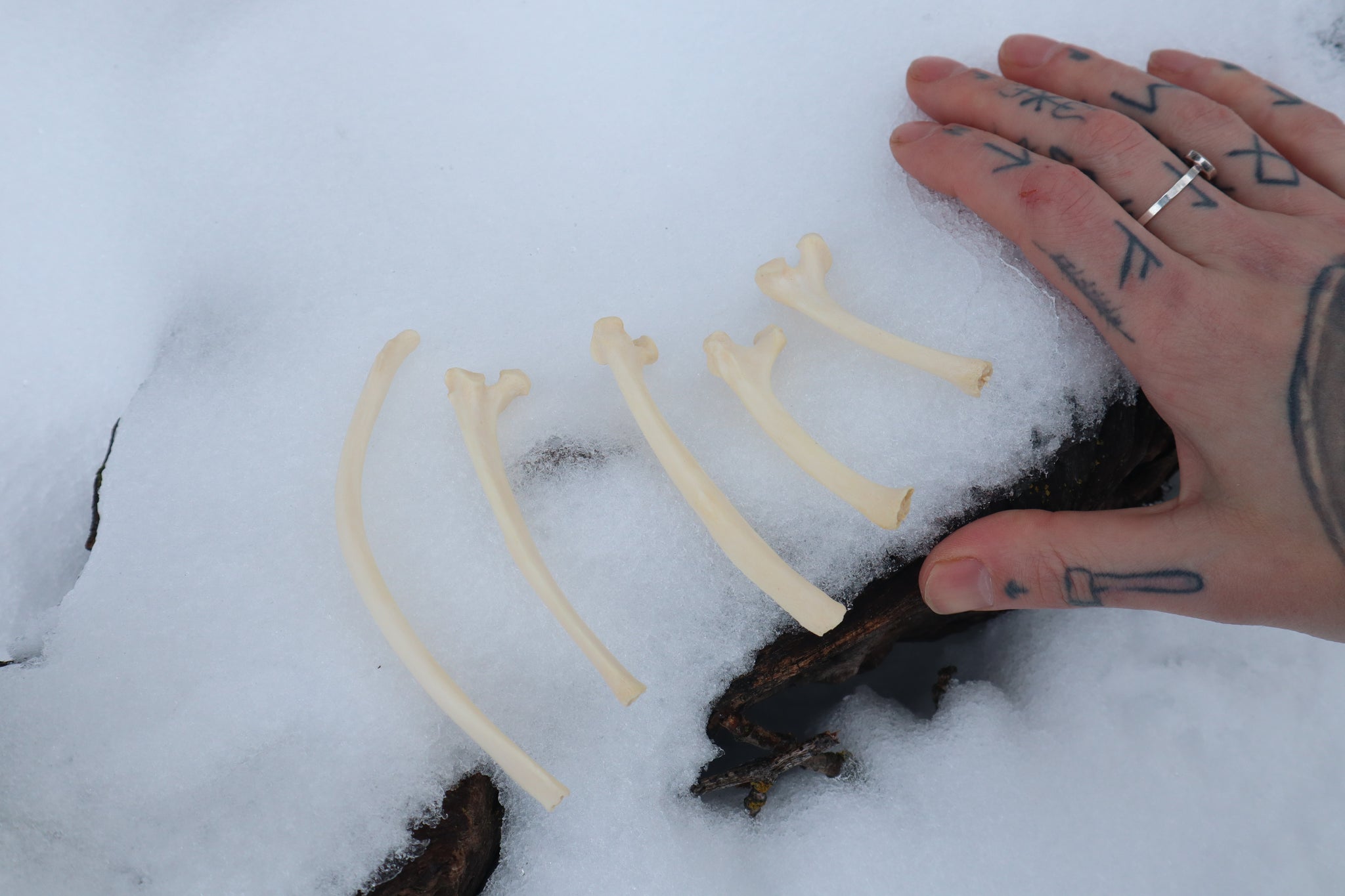 Wolf Rib – Freyja's Forest