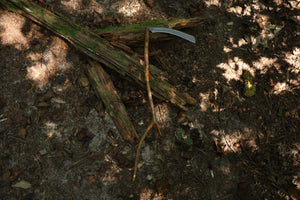 Black Walnut Scythe