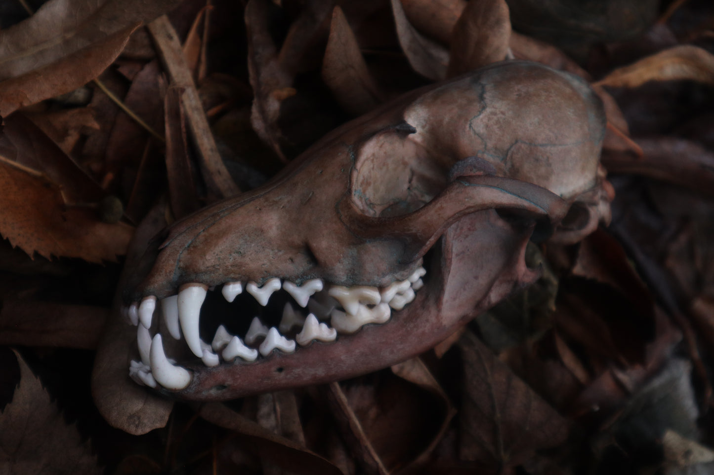 Celestial Red Fox Skull