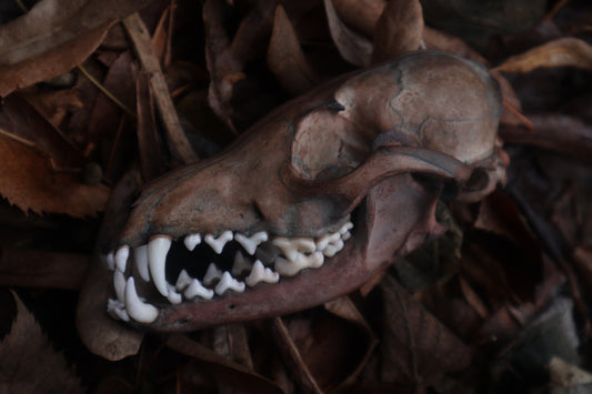 Celestial Red Fox Skull