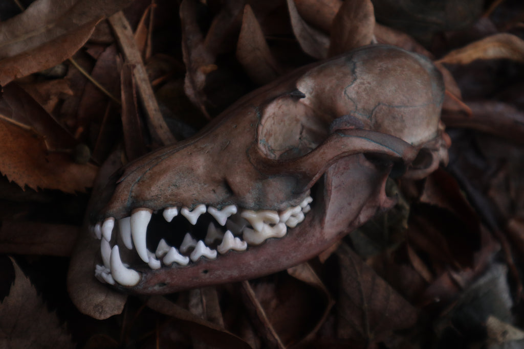 Celestial Red Fox Skull