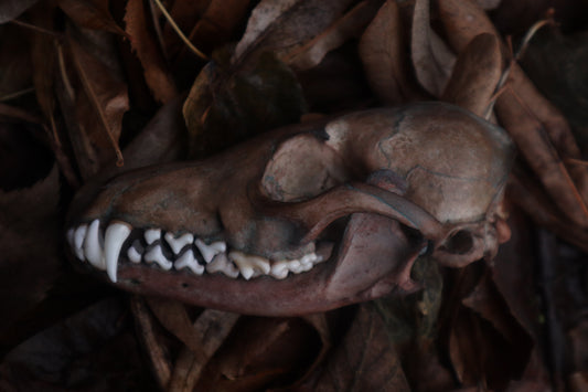 Celestial Red Fox Skull