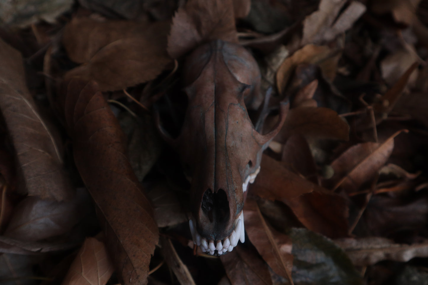 Celestial Red Fox Skull