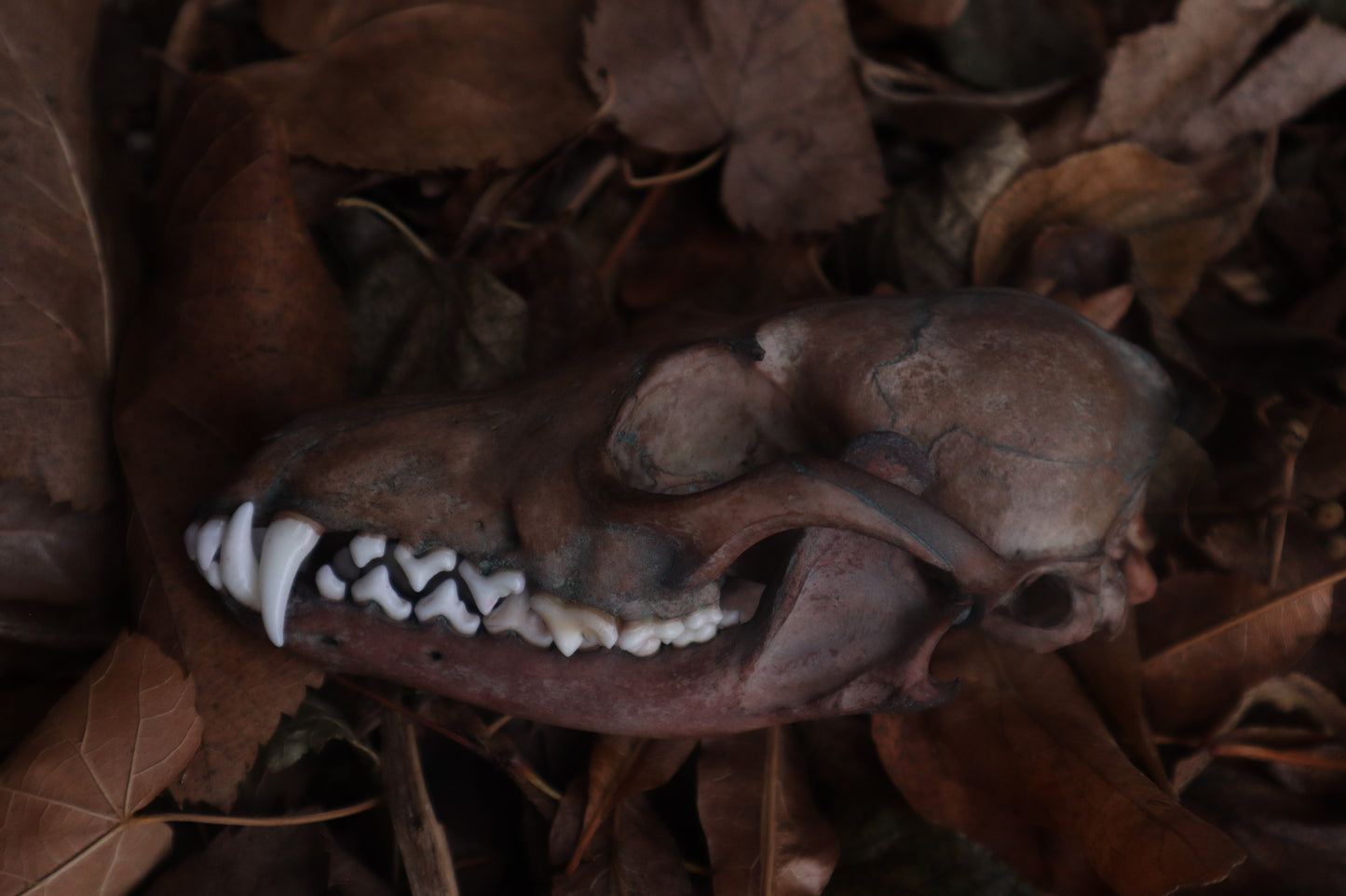 Celestial Red Fox Skull