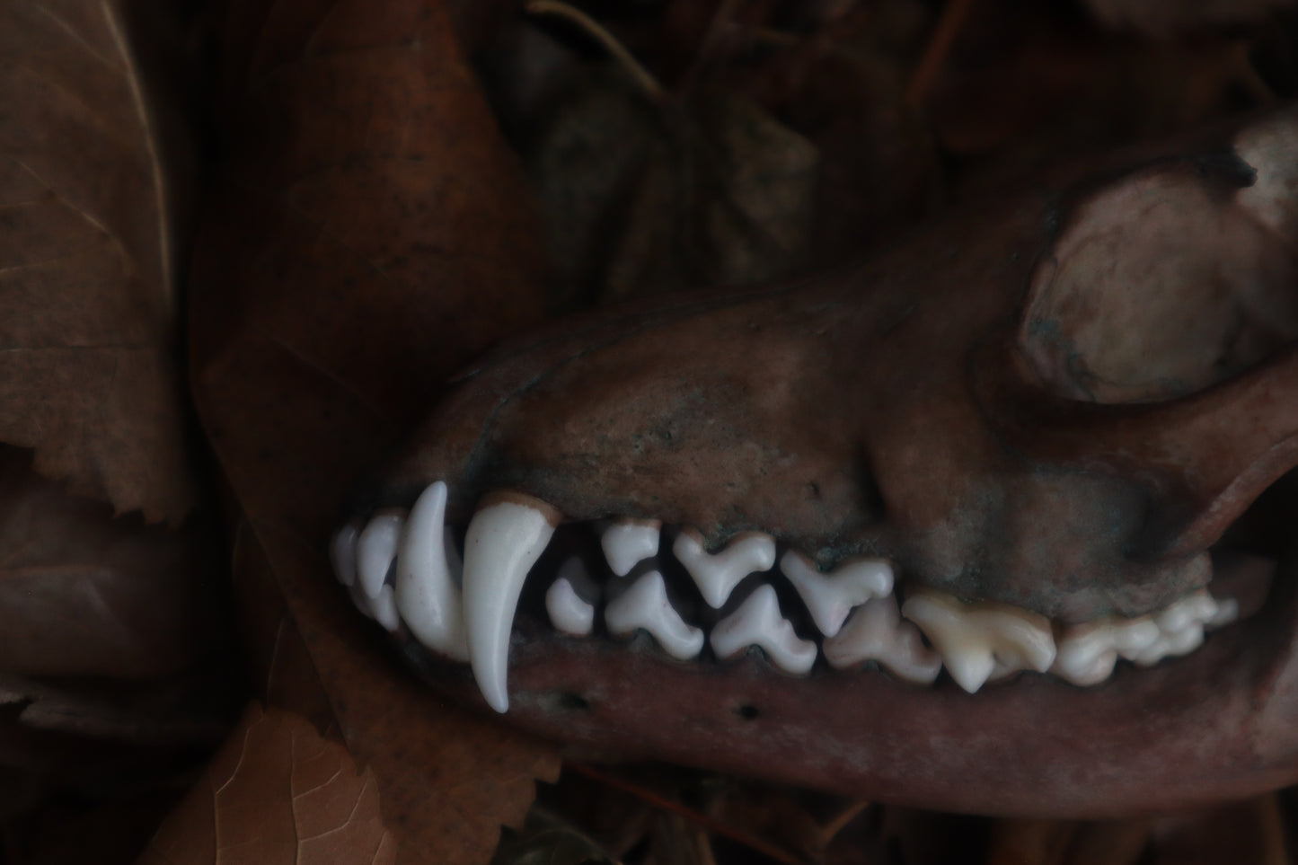 Celestial Red Fox Skull