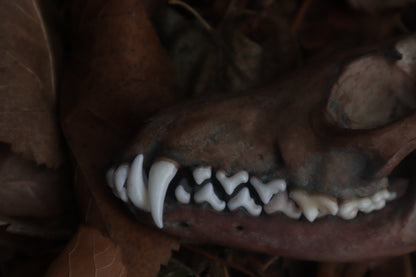 Celestial Red Fox Skull