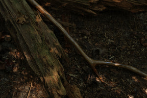 Black Walnut Scythe