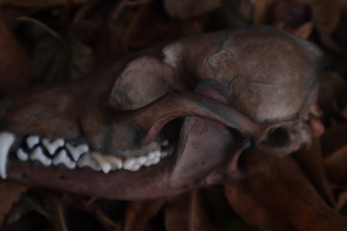 Celestial Red Fox Skull