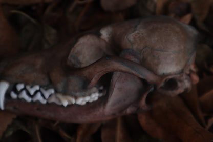 Celestial Red Fox Skull