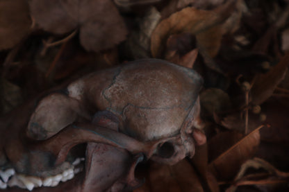 Celestial Red Fox Skull