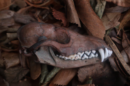 Celestial Red Fox Skull