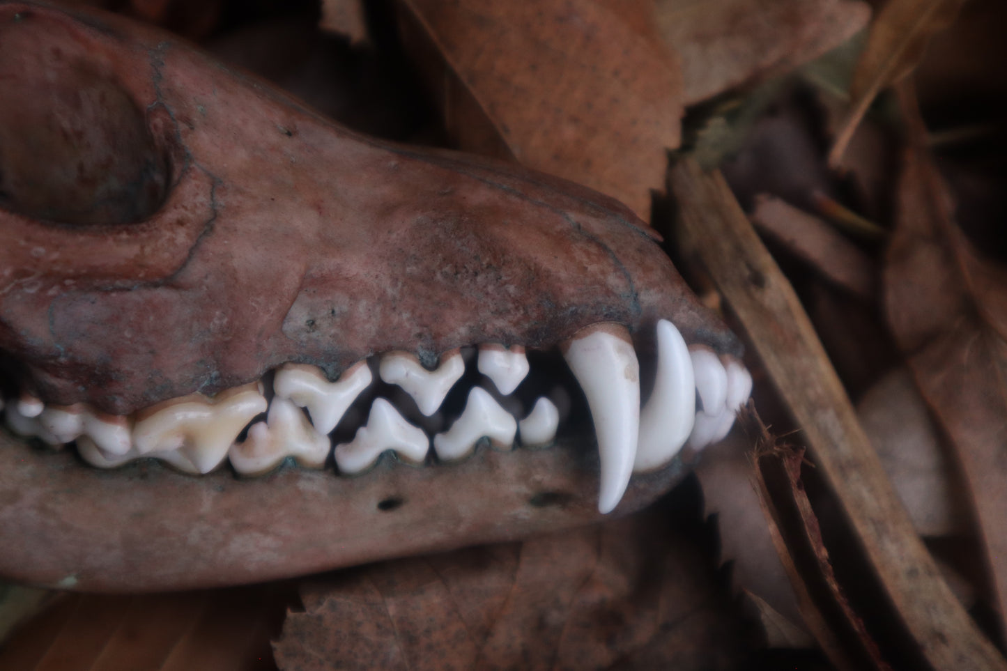 Celestial Red Fox Skull