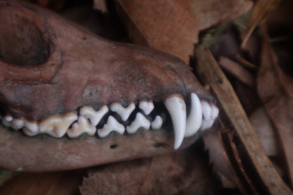 Celestial Red Fox Skull