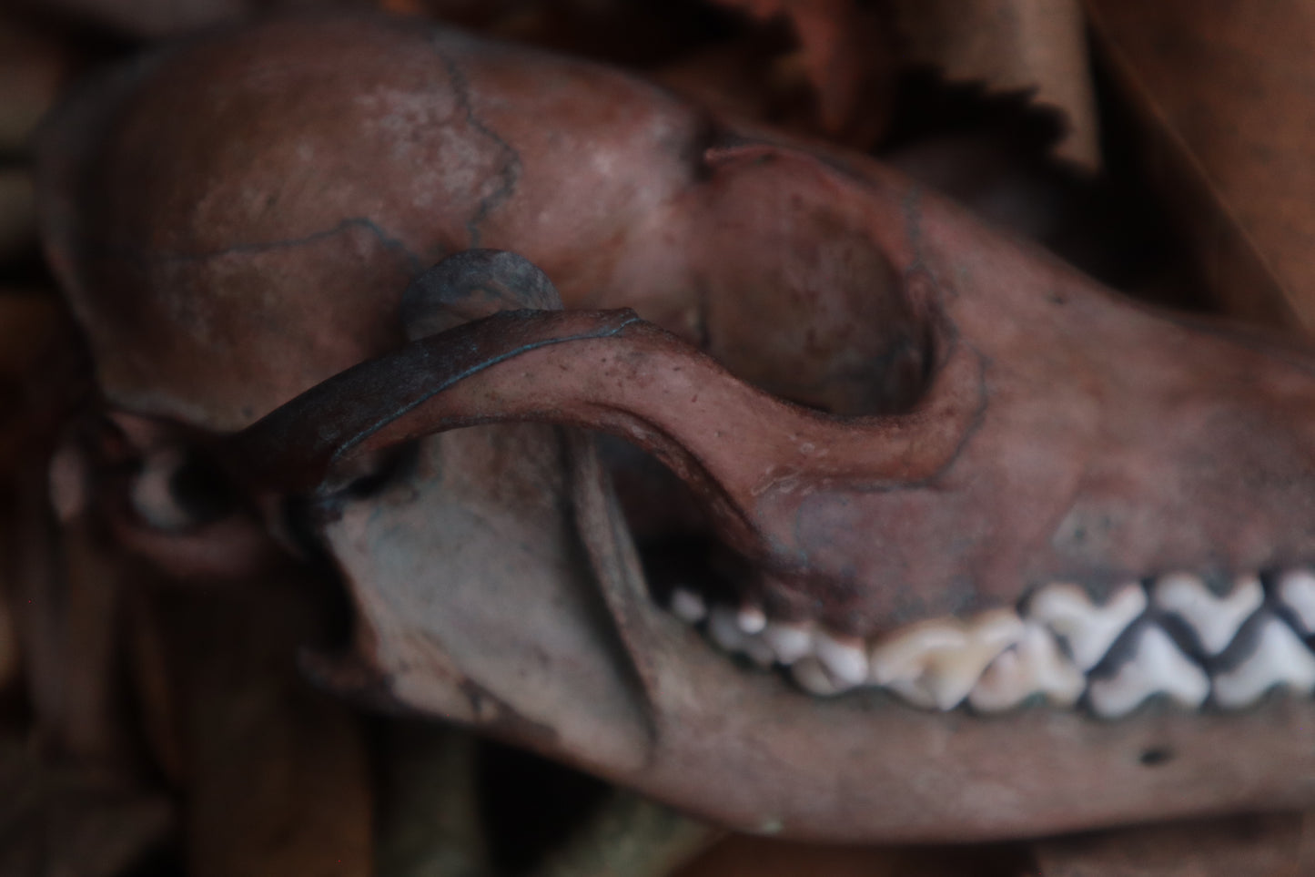 Celestial Red Fox Skull