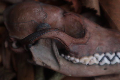 Celestial Red Fox Skull