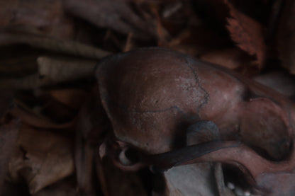Celestial Red Fox Skull