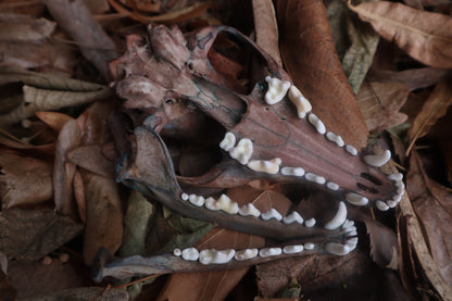 Celestial Red Fox Skull