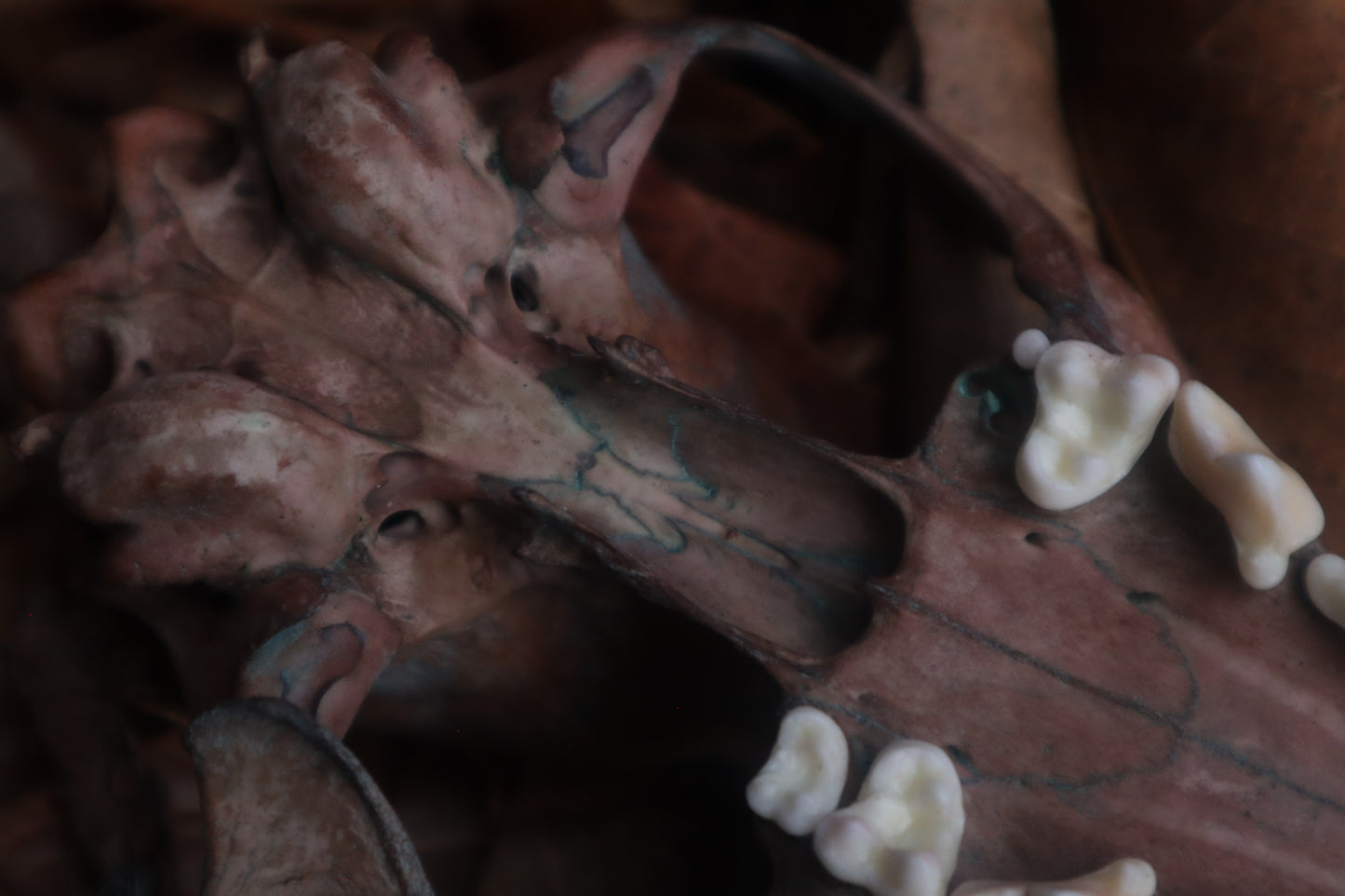 Celestial Red Fox Skull