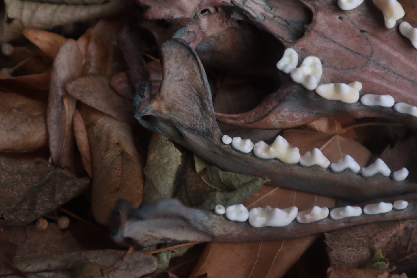Celestial Red Fox Skull