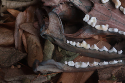 Celestial Red Fox Skull