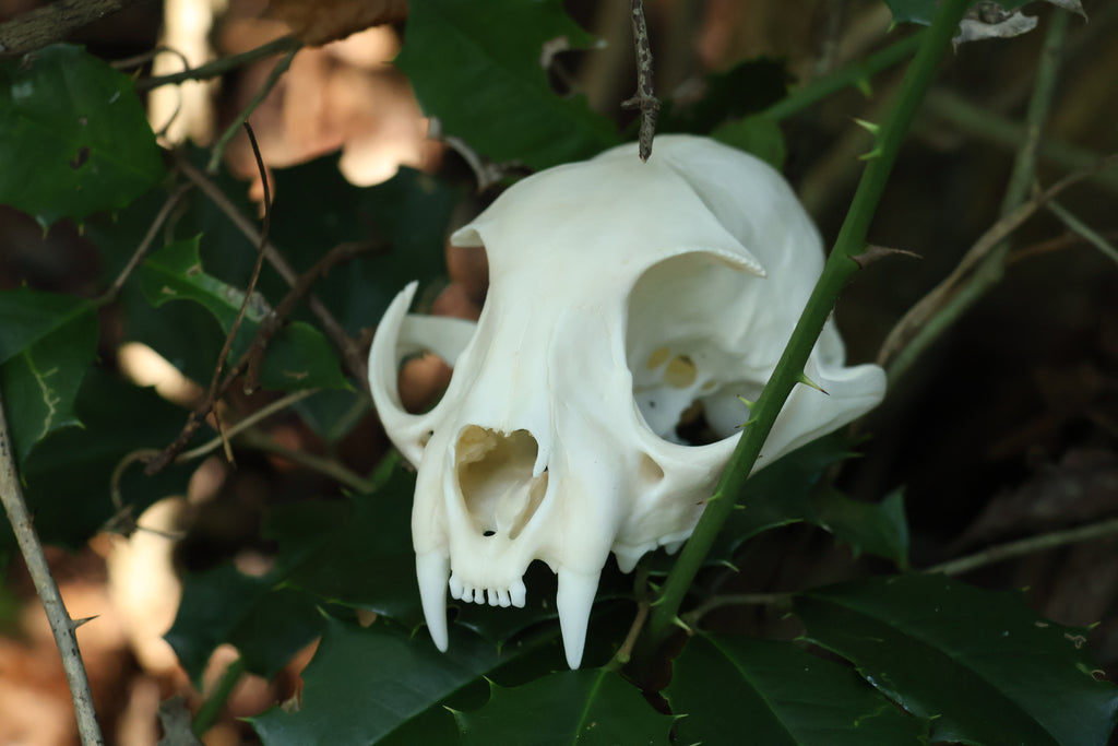 Half Bobcat Skull
