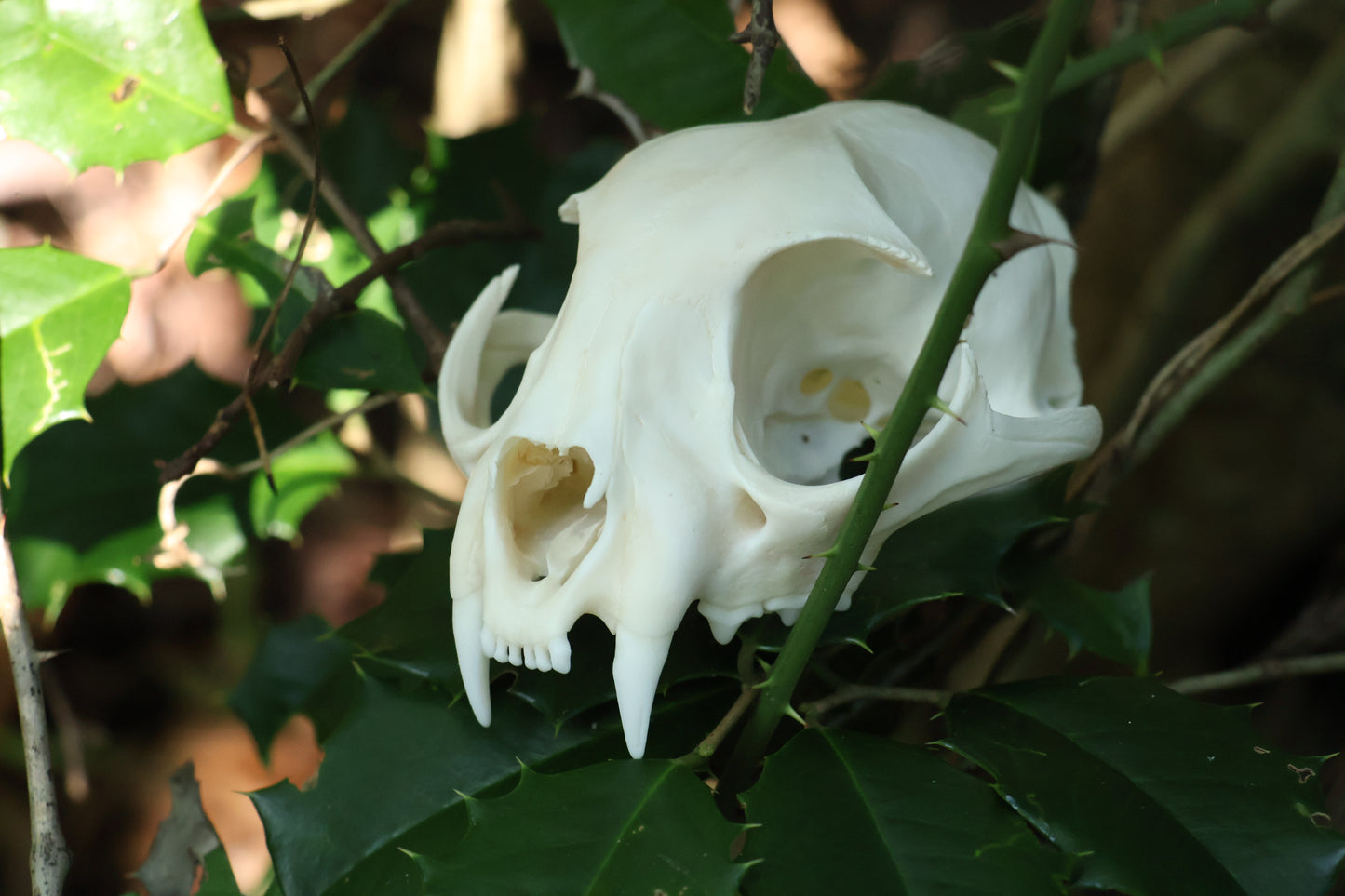 Half Bobcat Skull