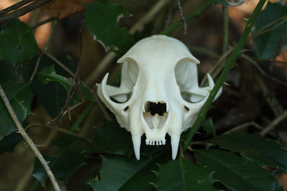 Half Bobcat Skull