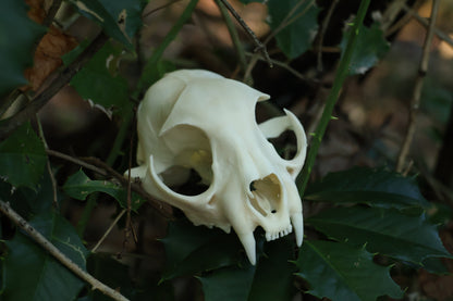 Half Bobcat Skull