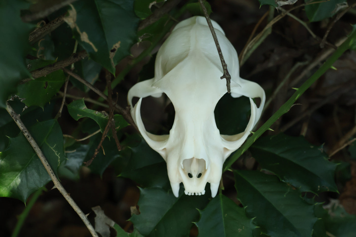 Half Bobcat Skull