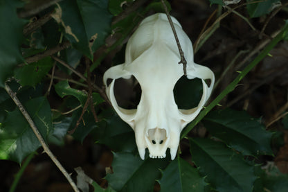 Half Bobcat Skull