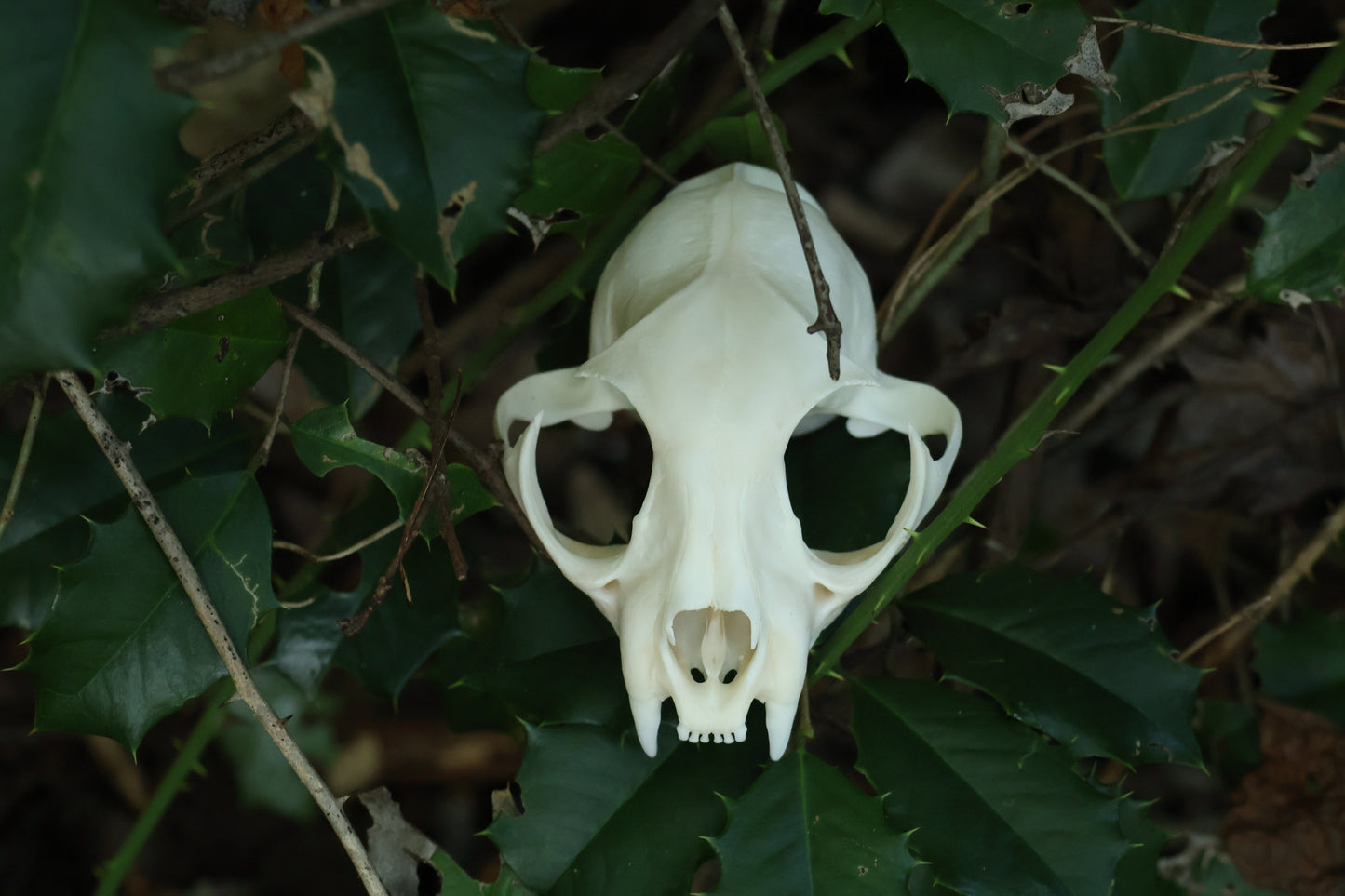 Half Bobcat Skull