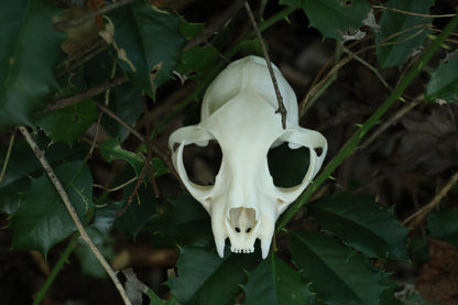 Half Bobcat Skull
