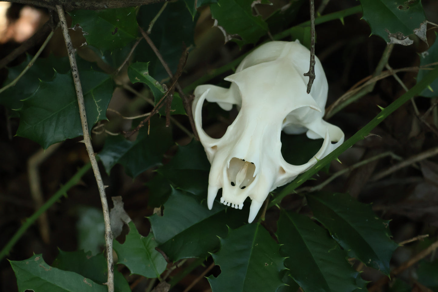 Half Bobcat Skull