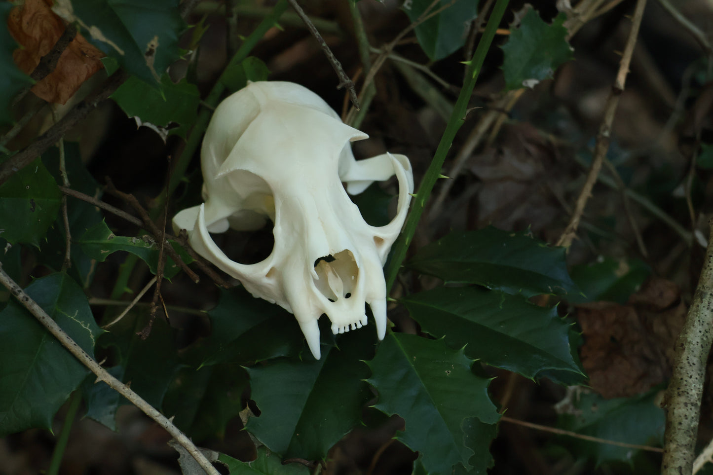 Half Bobcat Skull