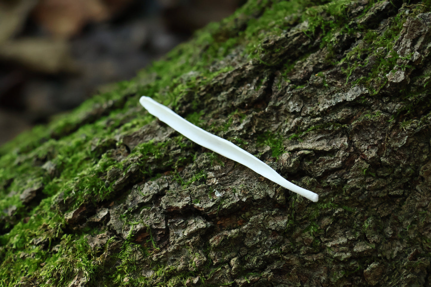 Coyote Baculum