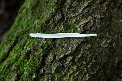 Coyote Baculum