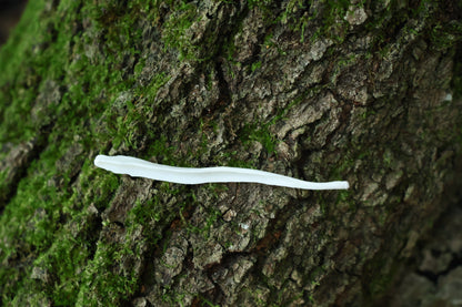 Coyote Baculum