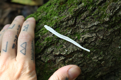 Coyote Baculum