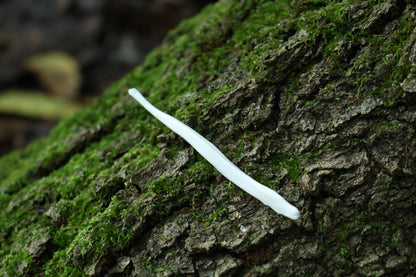 Coyote Baculum