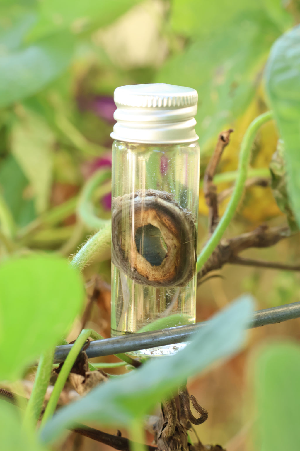 Wet Specimen Wolf Choroid