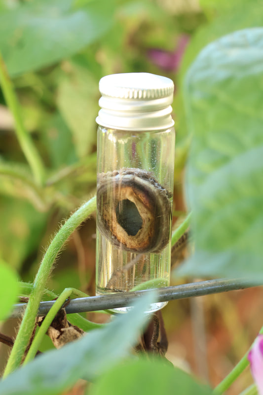 Wet Specimen Wolf Choroid