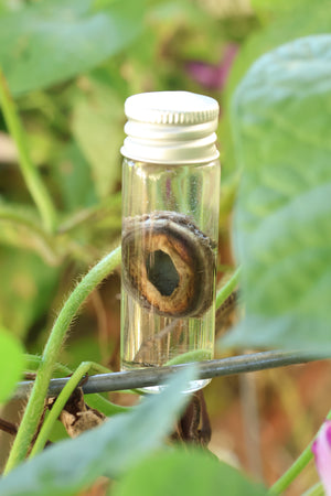 Wet Specimen Wolf Choroid