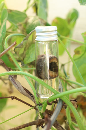Wet Specimen Wolf Choroid