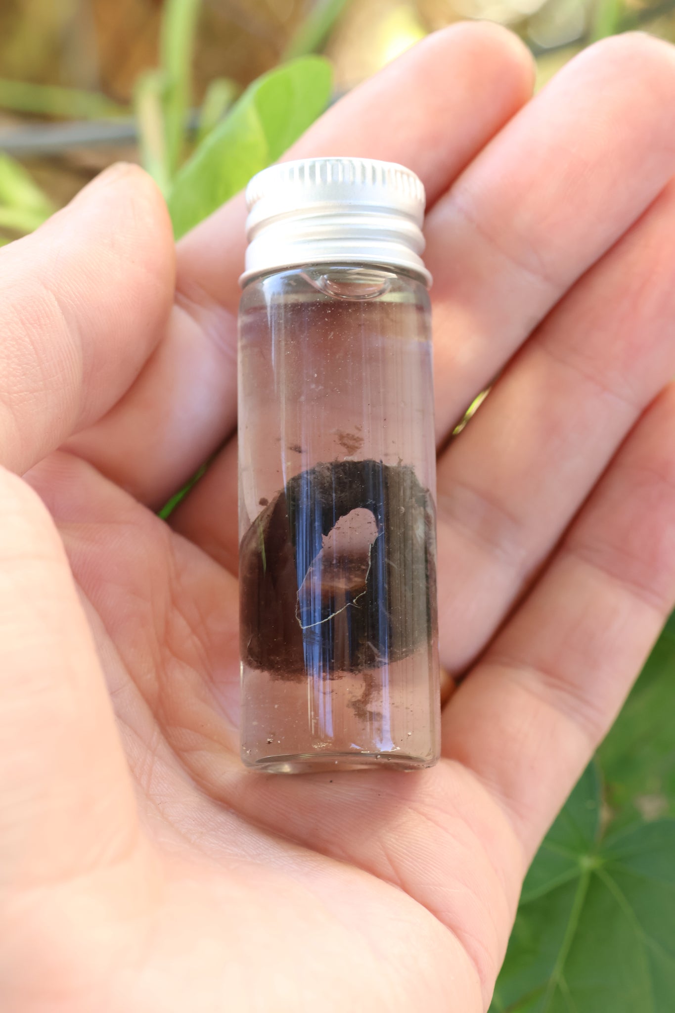 Wet Specimen Wolf Choroid