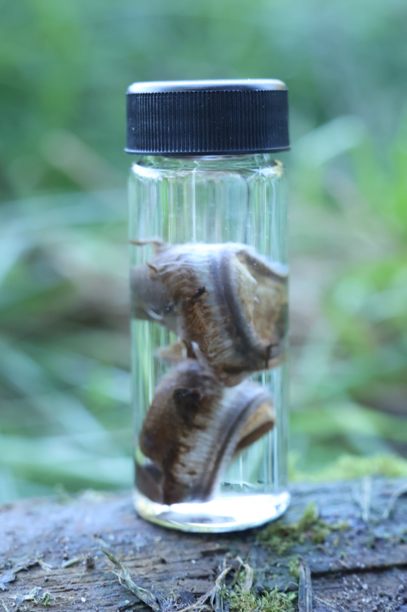 Wet Specimen Bobcat Choroids