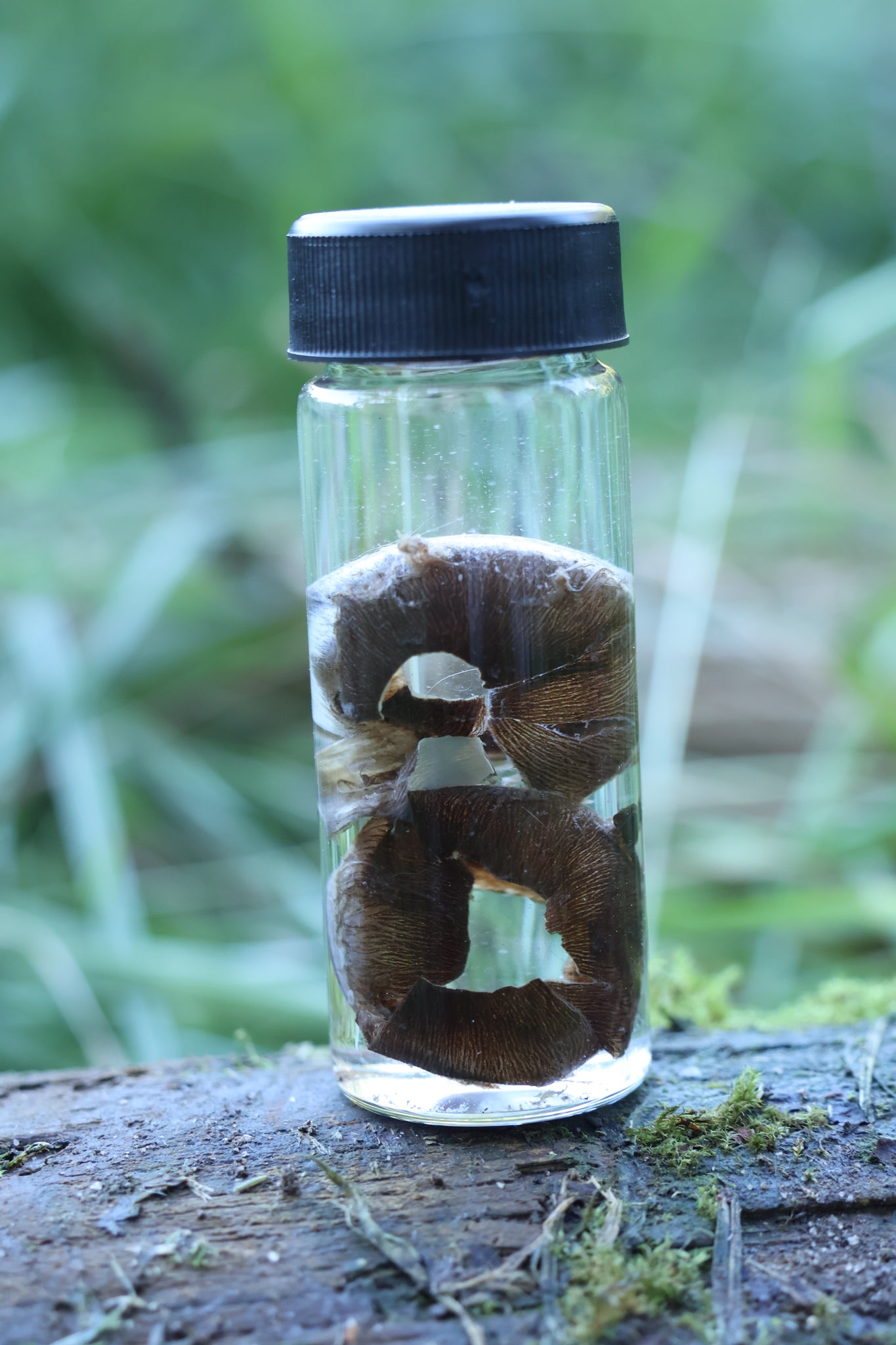 Wet Specimen Bobcat Choroids