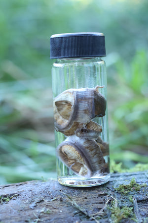 Wet Specimen Bobcat Choroids
