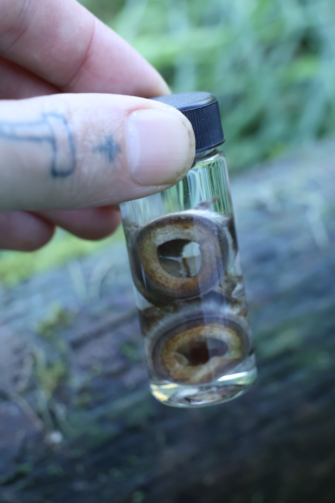 Wet Specimen Bobcat Choroids