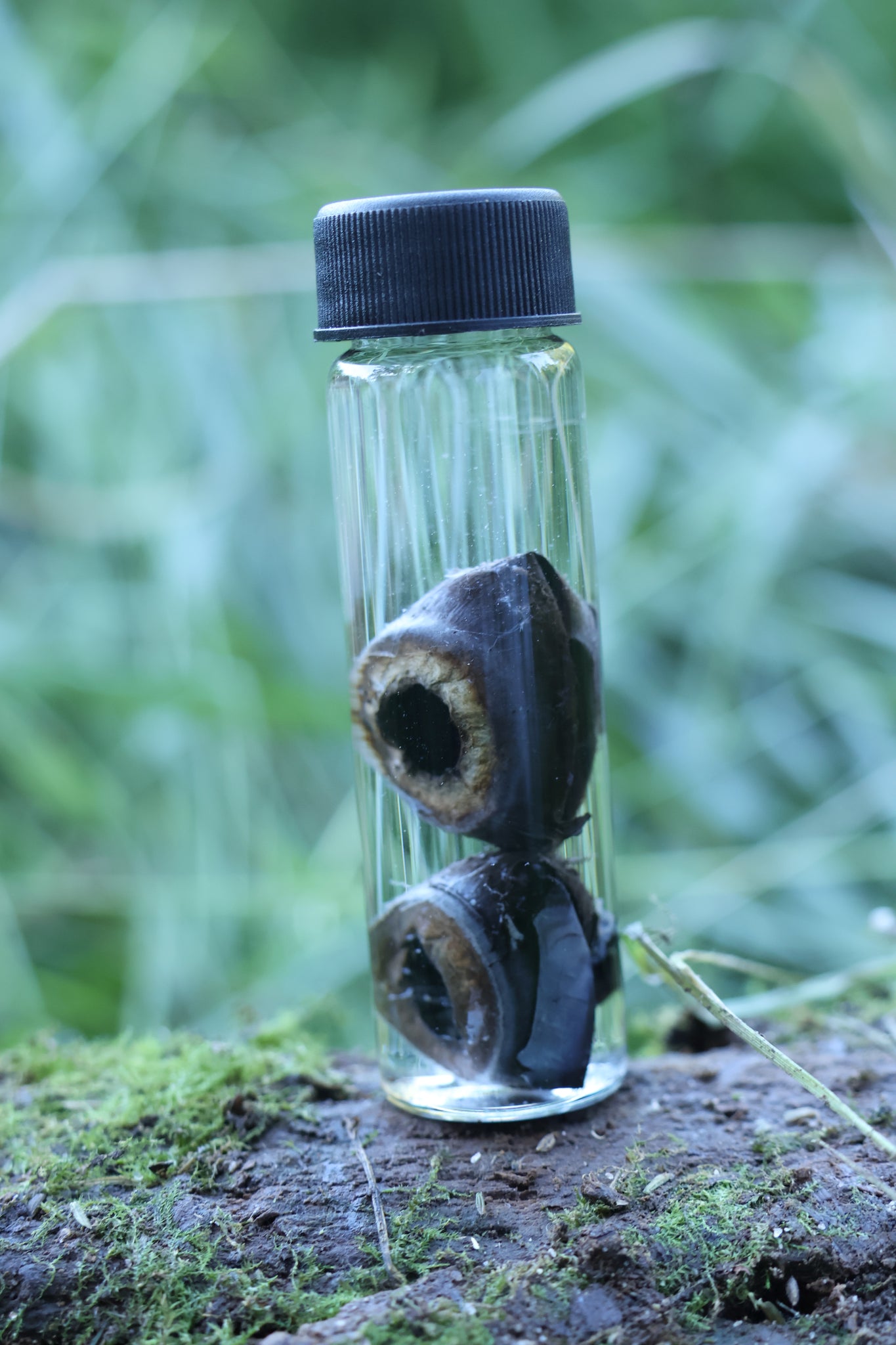 Wet Specimen Coyote Choroids