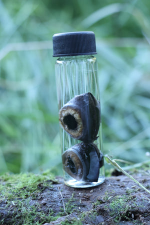 Wet Specimen Coyote Choroids